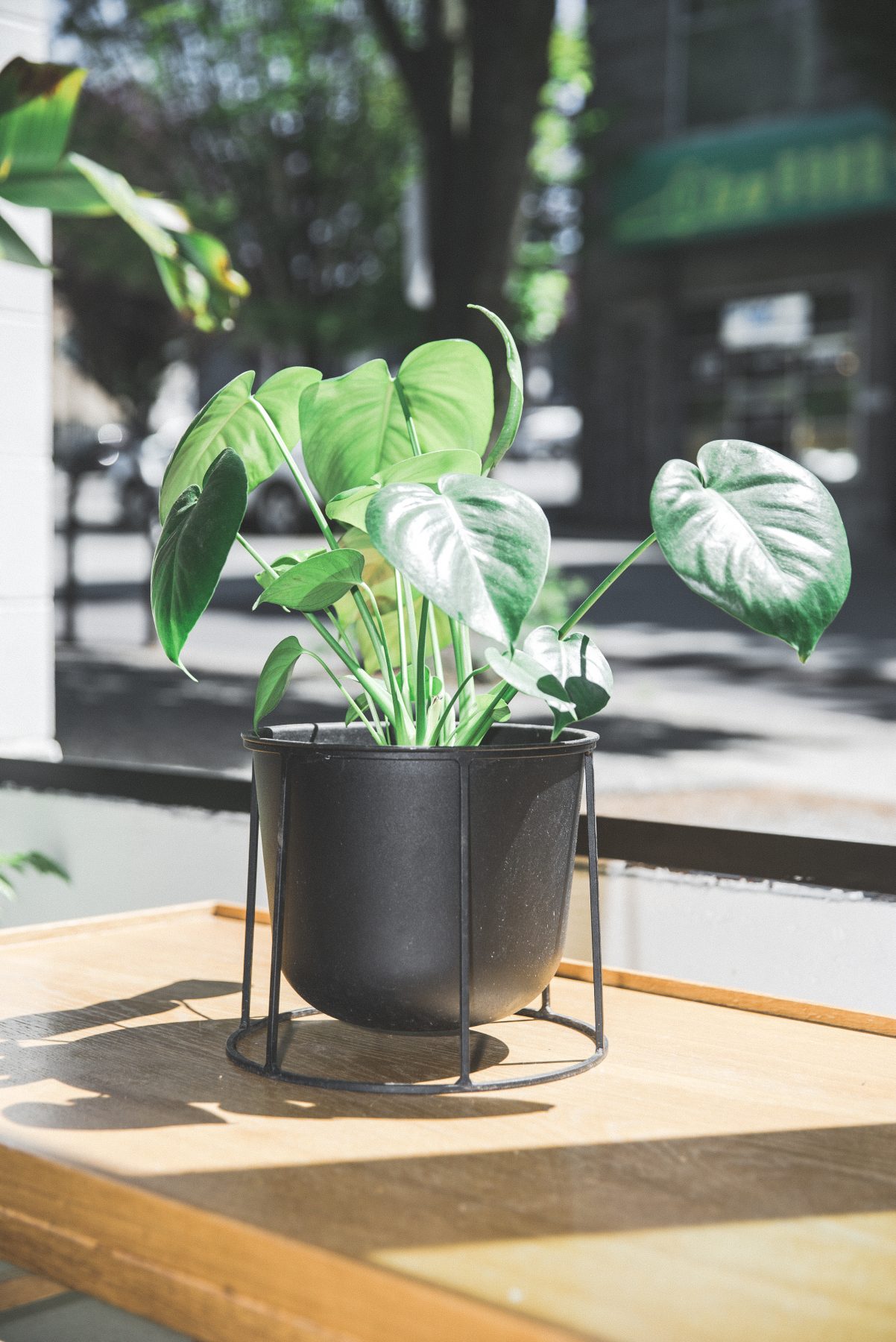 5 Amazing Benefits of Monstera Plants in Your Home